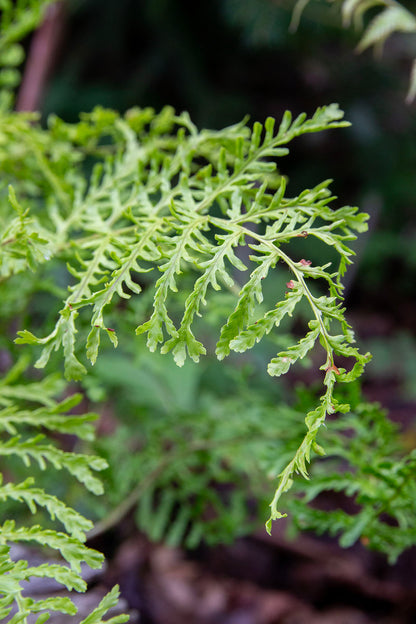 Kivikkoalvejuuri 'Linearis Polydactyla' (Dryopteris filix-mas 'Lin. Polydactyla') - Photo by Verso Verde, All Rights Reserved