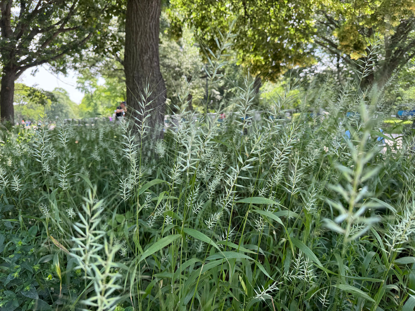 Elymus hystrix - Photo by Matt Lavin, CC BY 4.0