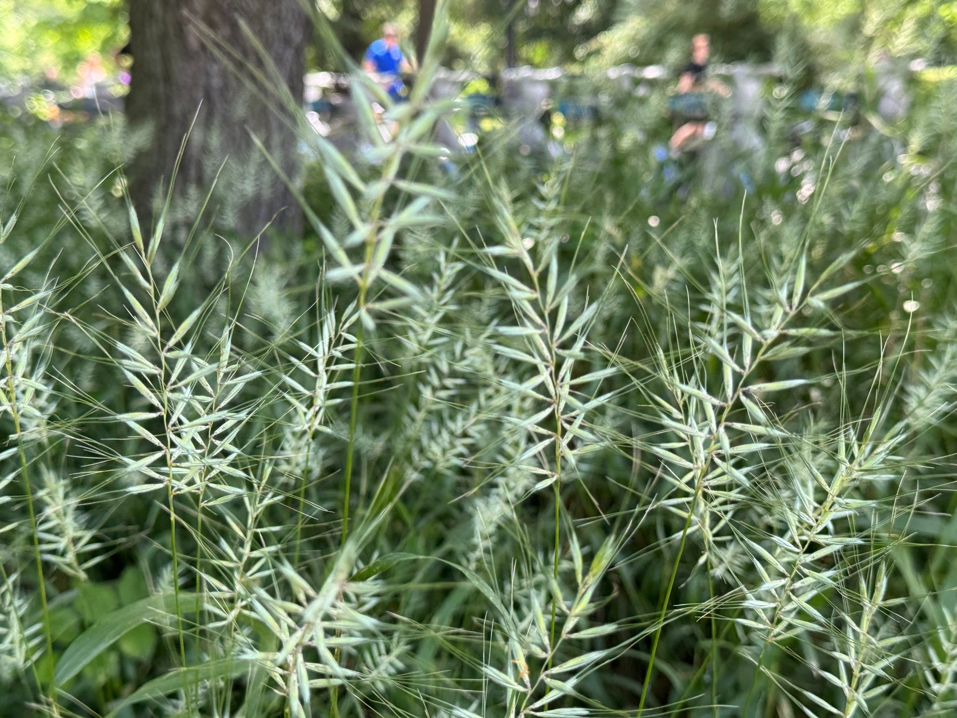 Elymus hystrix - Photo by Matt Lavin, CC BY 4.0