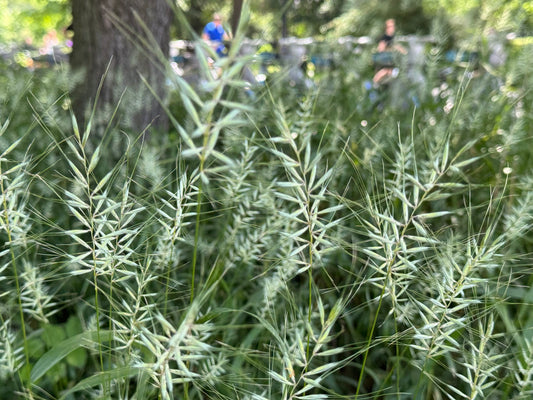 Elymus hystrix - Photo by Matt Lavin, CC BY 4.0