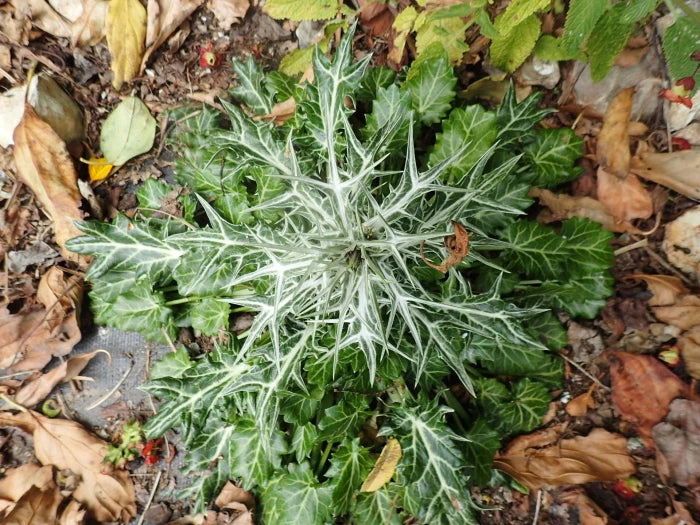 Eryngium variifolium - Photo by peganum, CC BY-SA 2.0