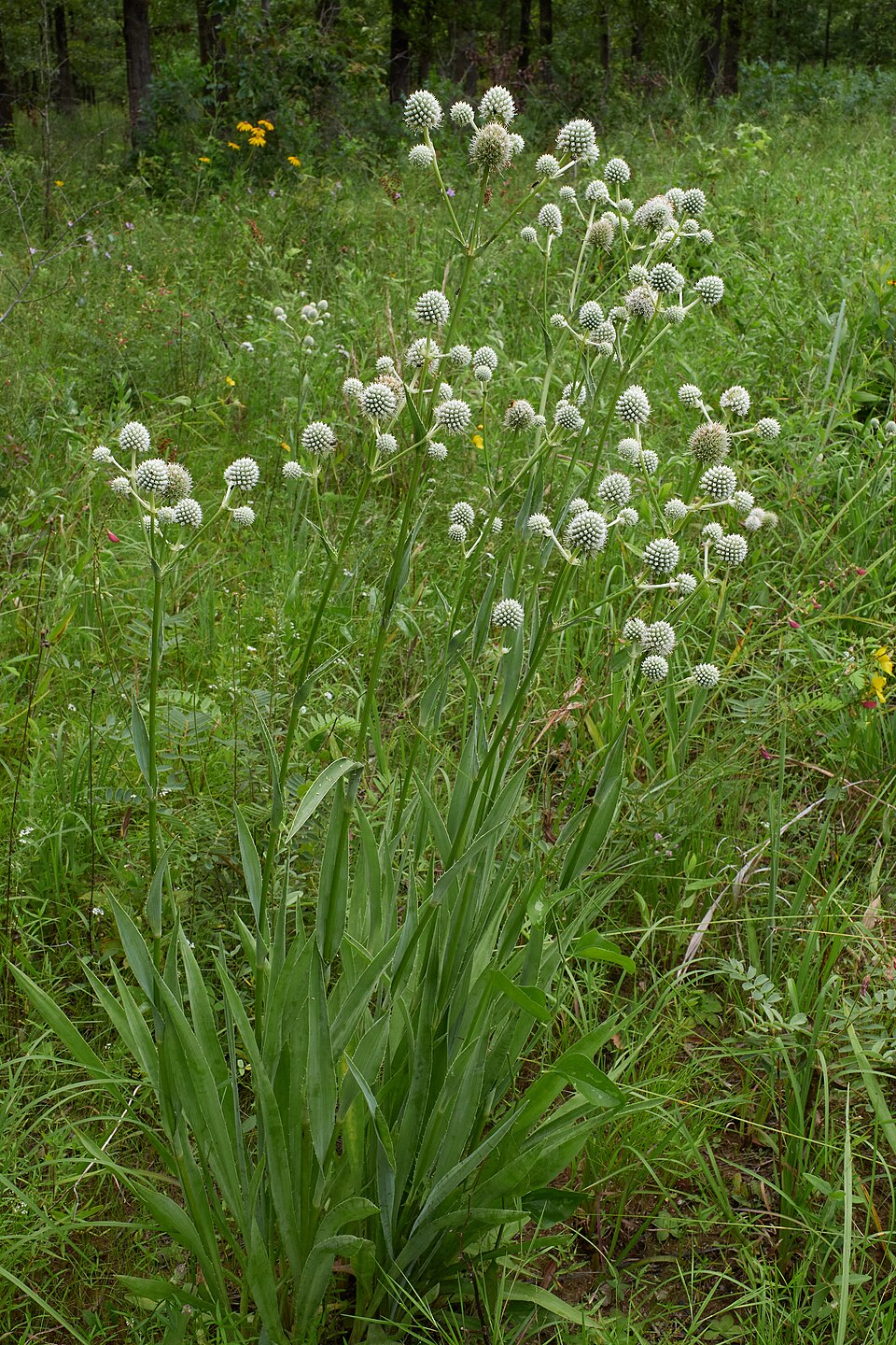Jukkapiikkiputki (Eryngium yuccifolium)) - Photo by Eric Hunt via wikipedia, CC BY-SA 4.0