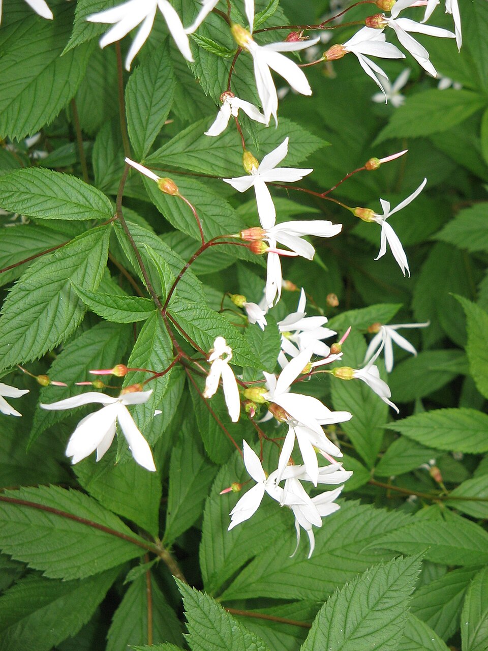 Enkeliperhoangervo (Gillenia trifoliata) - Photo by Meneerke bloem via Wikipedia, CC BY 3.0
