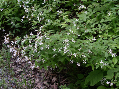 Enkeliperhoangervo (Gillenia trifoliata) - Photo by or	Richtid via Wikipedia, CC BY 3.0