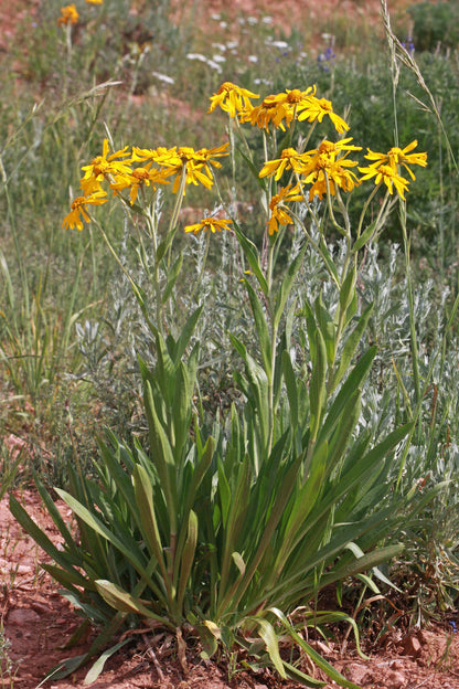 Koreahohdekukka (Helenium hopesii / Hymenoxys hopesii)- Photo by Andrey Zharkikh via flickr, CC BY-SA 2.0