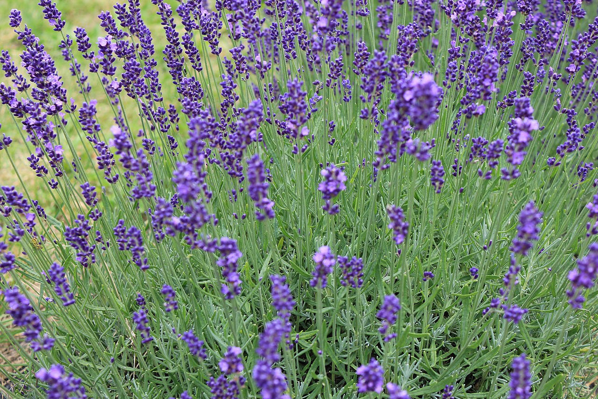 Tähkälaventeli (Lavandula angustifolia) - Photo by Laslovarga via wikipedia, CC BY-SA 4.0