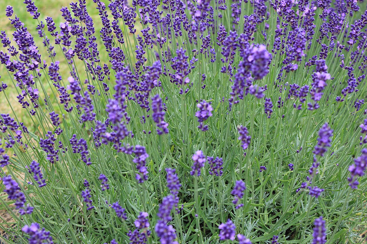 Tähkälaventeli (Lavandula angustifolia) - Photo by Laslovarga via wikipedia, CC BY-SA 4.0