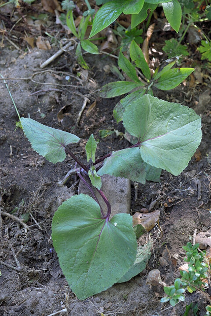 Kesäkuuruoho 'Chedglow' (Lunaria annua 'Chedglow') - Photo by Rasbak via wikipedia, CC BY-SA 3.0