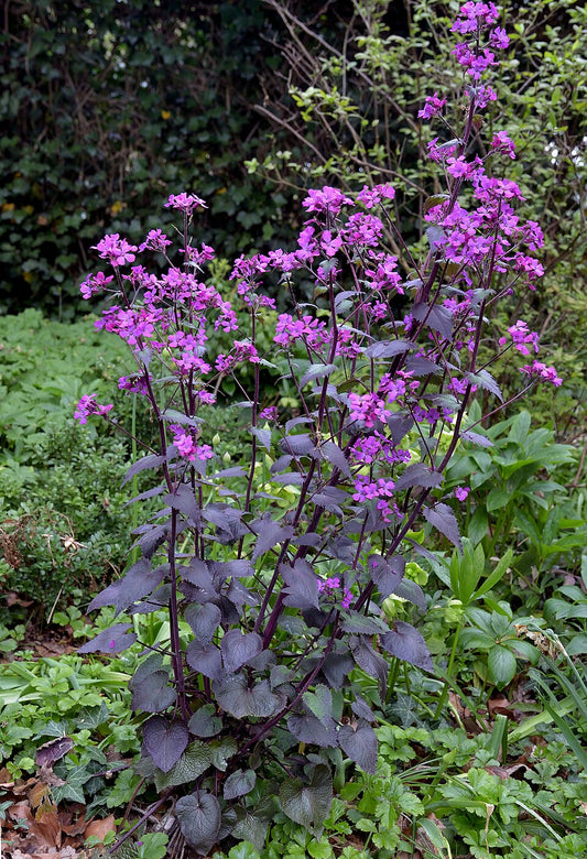 Kesäkuuruoho 'Chedglow' (Lunaria annua 'Chedglow') - Photo by Rasbak via wikipedia, CC BY-SA 3.0