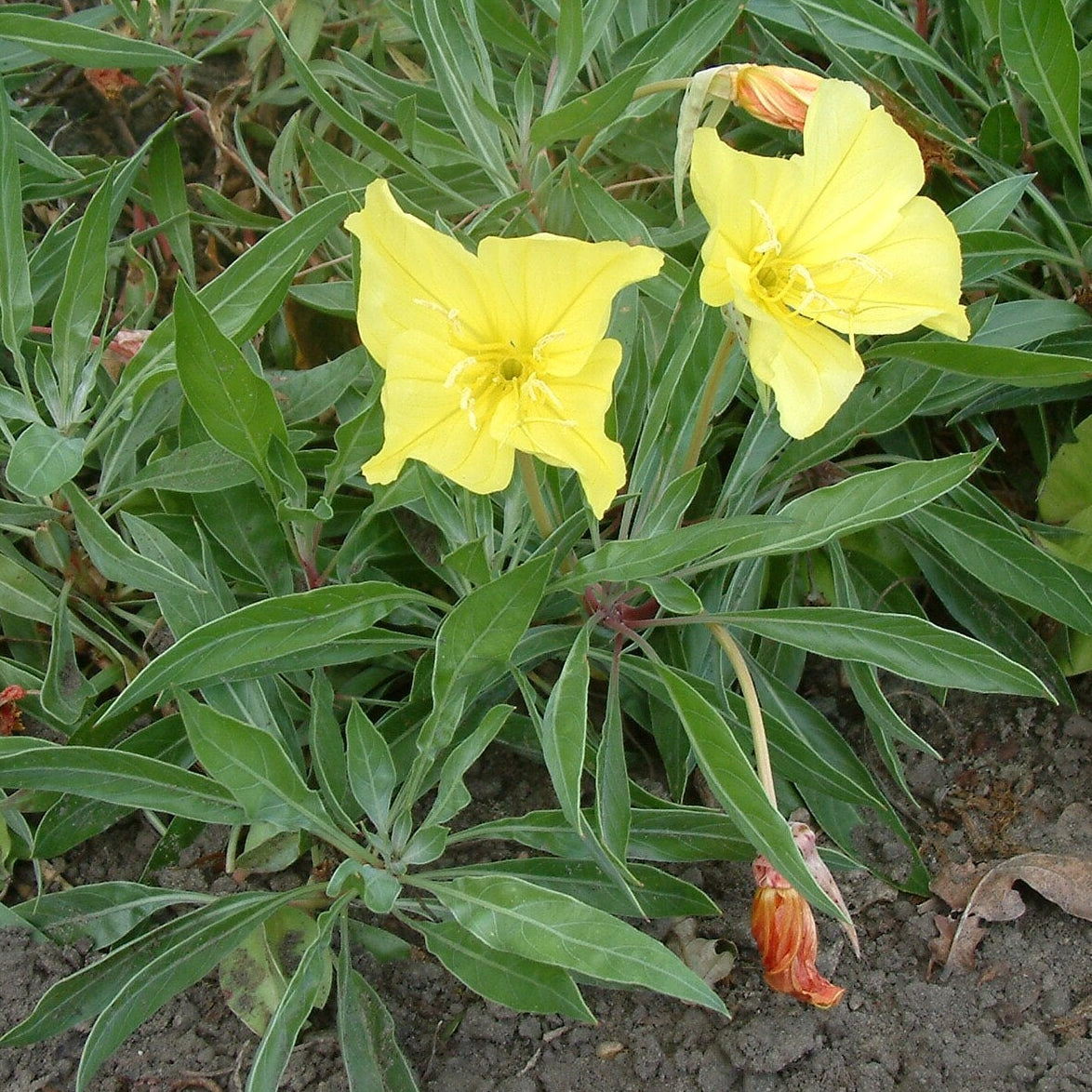 Isohelokki (Oenothera macrocarpa / Oenothera missouriensis)- Photo by Radomil, CC BY-SA 2.0