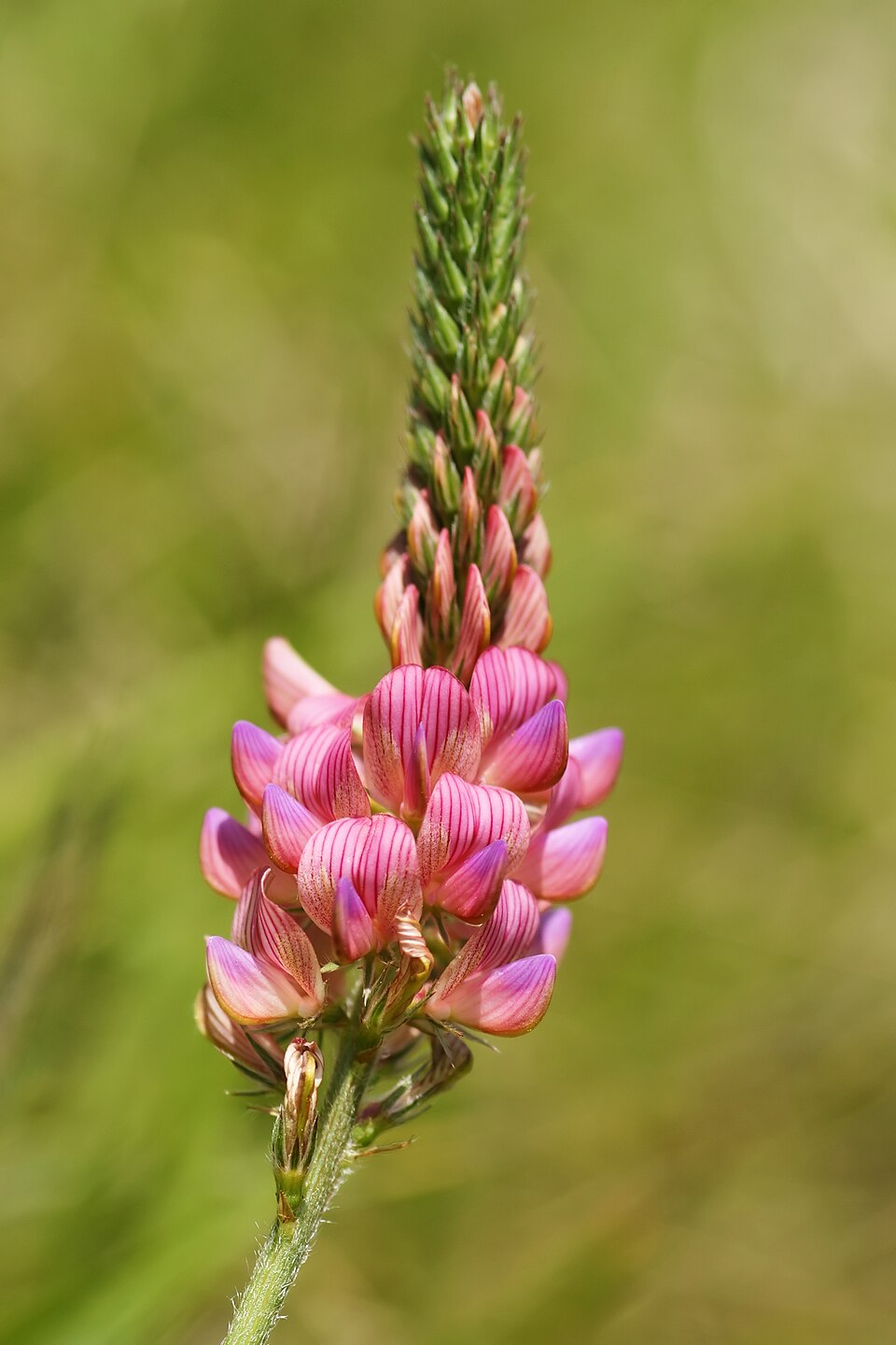 Esparsetti (Onobrychis viciifolia)- Photo by Hans Hillewaert via Wikipedia, CC BY-SA 3.0