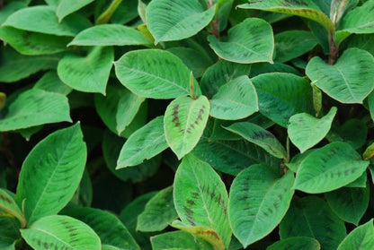 Tähkätatar (Polygonum virginianum / persicaria virginiana) - Photo by Pengo via easyscape, CC BY-SA 3.0