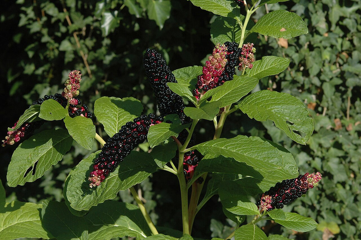 Idänkermesmarja (Phytolacca acinosa) - Photo by Gerhard51, CC BY-SA 3.0
