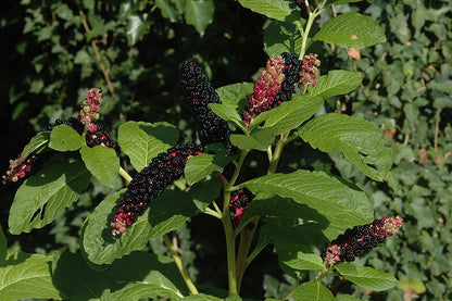 Idänkermesmarja (Phytolacca acinosa) - Photo by Gerhard51, CC BY-SA 3.0