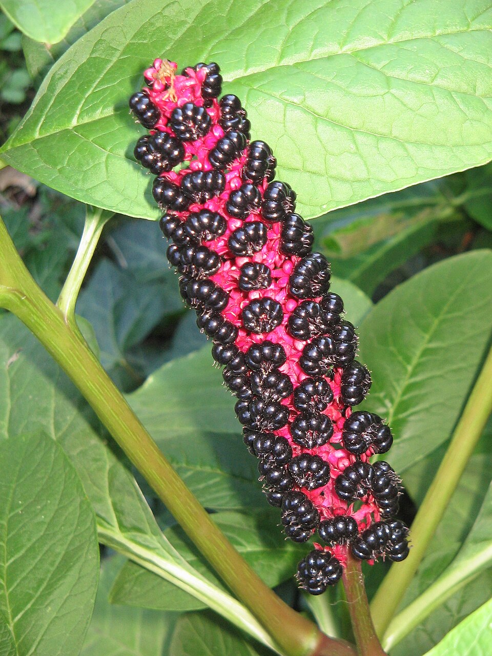 Idänkermesmarja (Phytolacca acinosa) - Photo by Meneerke bloem, CC BY-SA 3.0