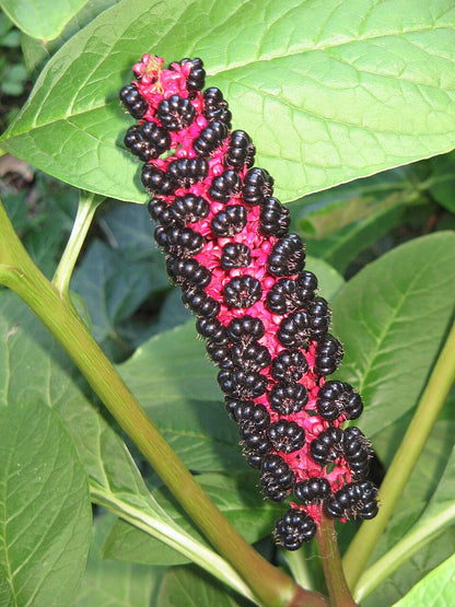 Idänkermesmarja (Phytolacca acinosa) - Photo by Meneerke bloem, CC BY-SA 3.0