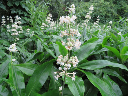 Pollia japonica- Photo by belvedere04 via easyscape, CC BY 4.0