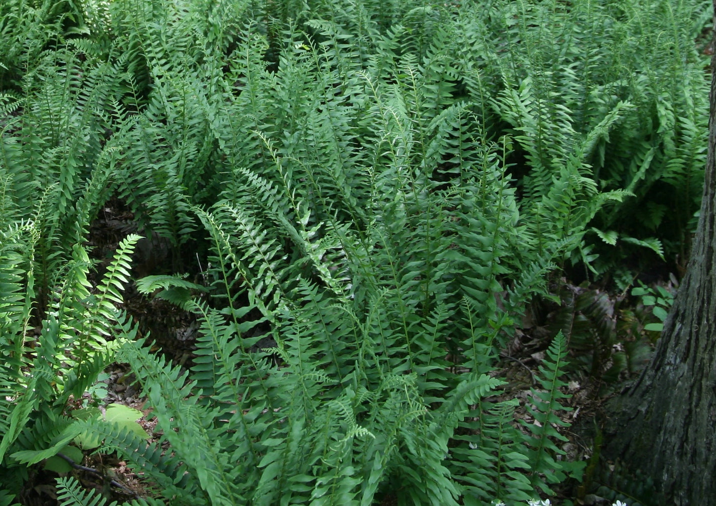 Jouluhärkylä (Polystichum acrostichoides) - Photo by David J. Stang, CC BY-SA 4.0