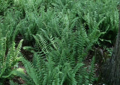Jouluhärkylä (Polystichum acrostichoides) - Photo by David J. Stang, CC BY-SA 4.0