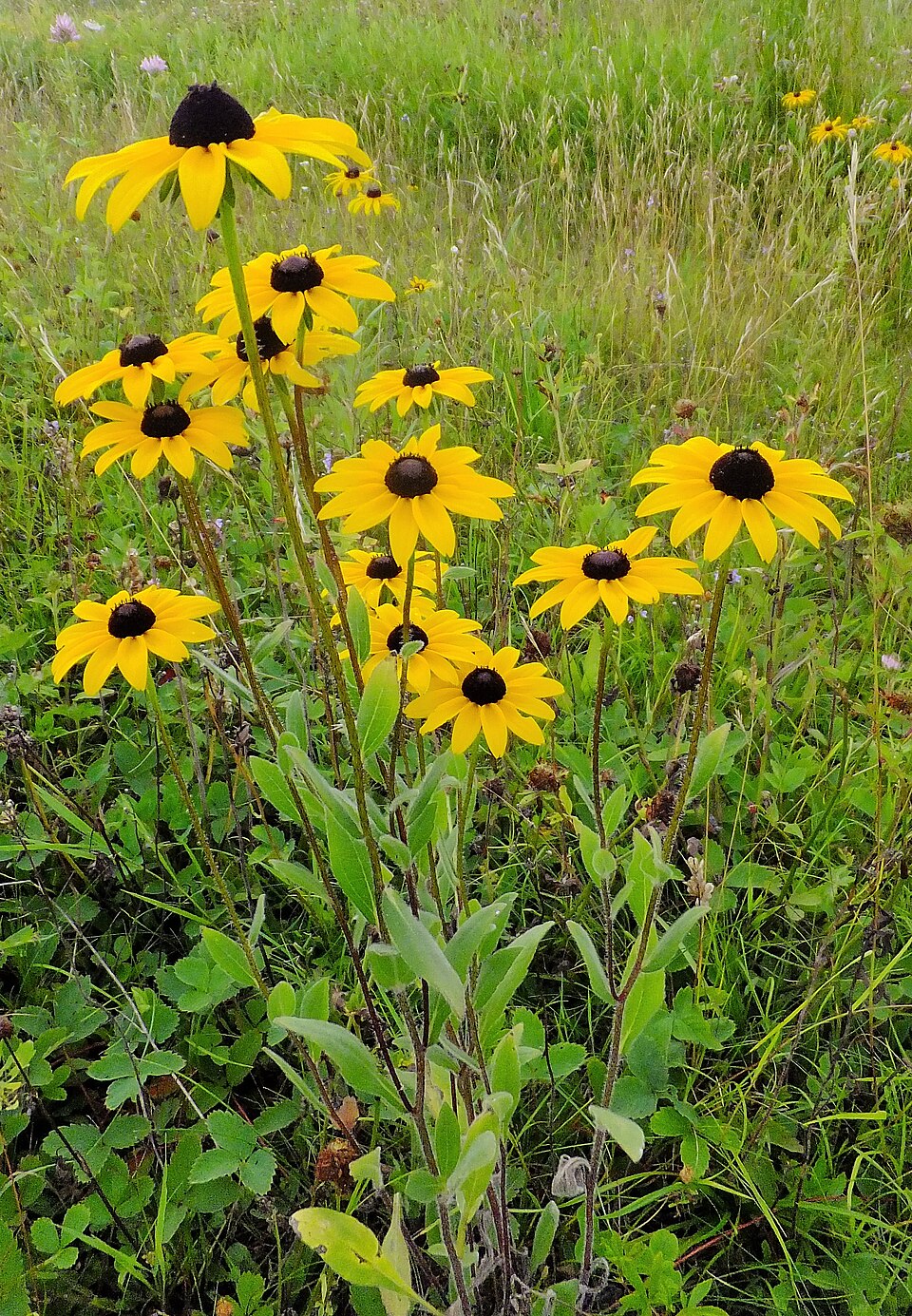 Karheapäivänhattu (Rudbeckia hirta) - Photo by Pandries, Kenraiz via wikipedia, CC BY-SA 4.0