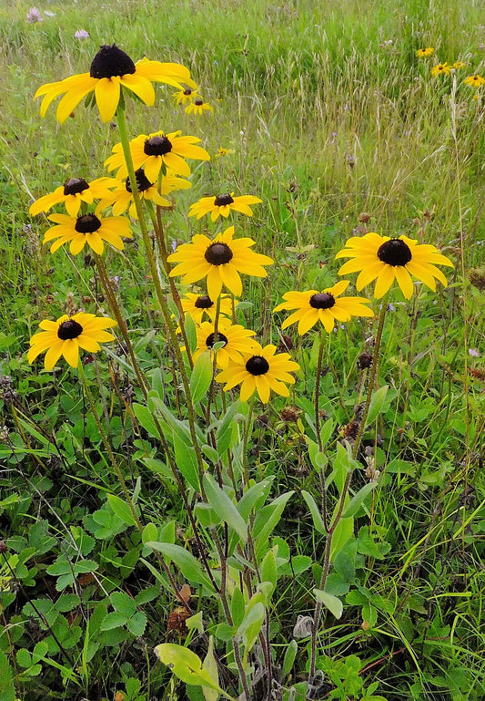 Karheapäivänhattu (Rudbeckia hirta) - Photo by Pandries, Kenraiz via wikipedia, CC BY-SA 4.0