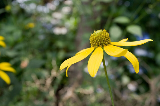 Rudbeckia laciniata - Photo by Σ64, CC BY-SA 3.0