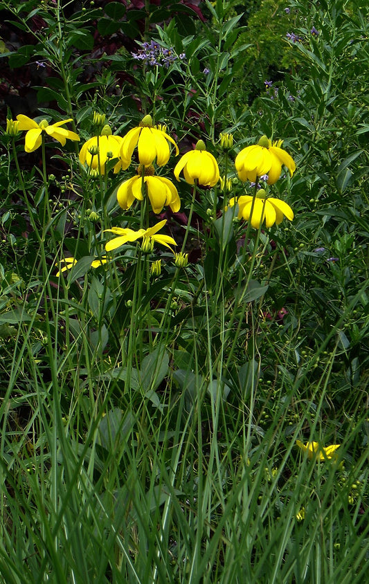 Rudbeckia laciniata 'Herbstsonne' - Photo by Steve Law, CC BY-SA 2.0