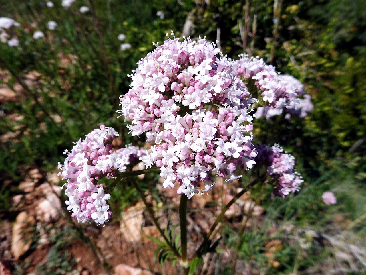 Rohtovirmajuuri (Valeriana officinalis) - Photo by Isidre blanc, CC BY 4.0