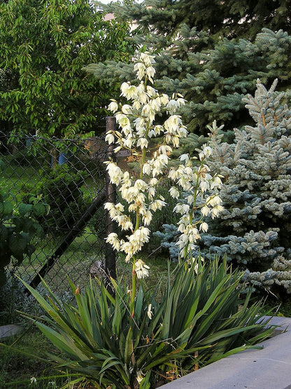 Hapsijukka (Yucca filamentosa) - Photo by Maja Dumat via wikipedia, CC BY-SA 2.0