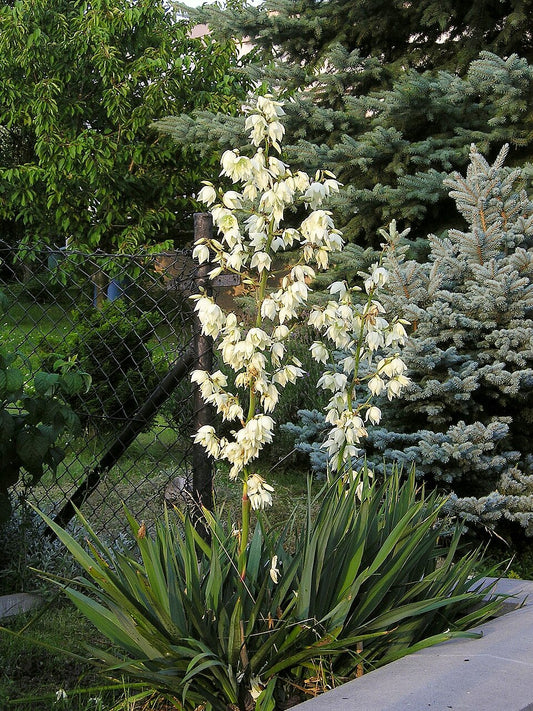 Hapsijukka (Yucca filamentosa) - Photo by Maja Dumat via wikipedia, CC BY-SA 2.0