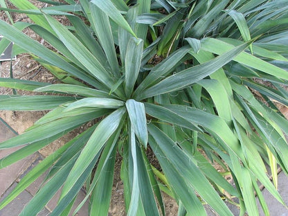 Hapsijukka (Yucca filamentosa) - Photo by David J. Stang via wikipedia, CC BY-SA 4.0