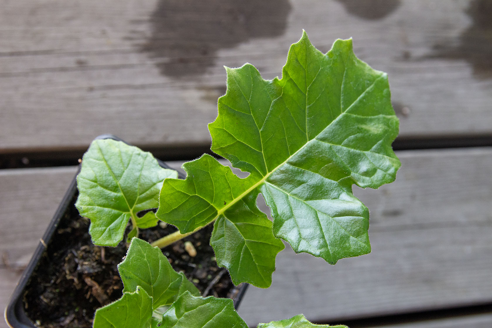 Kreikanakantti (Acanthus mollis)- Photo by Verso Verde, All Rights Reserved