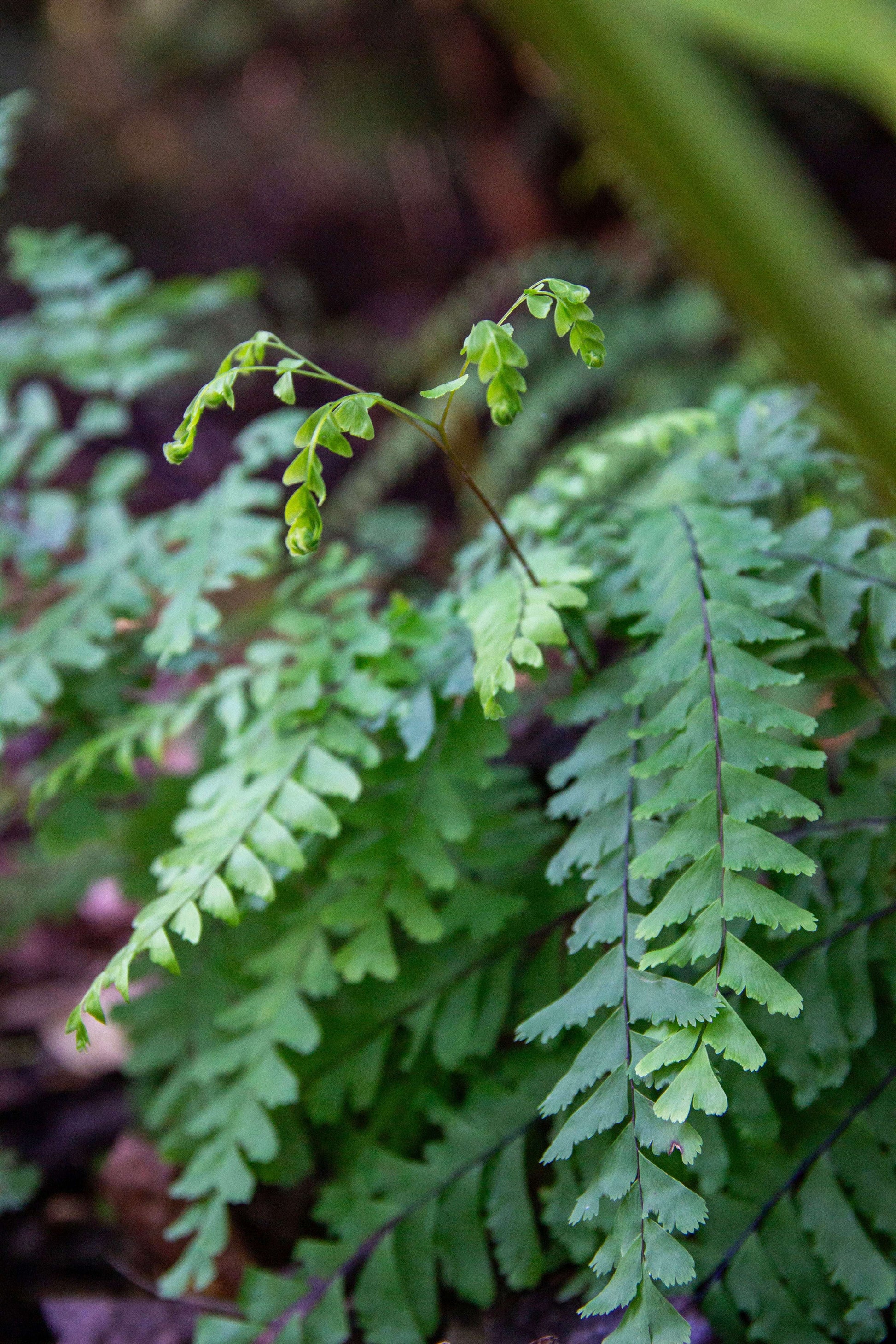 Adiantum Pedatum - Photo by Verso Verde, All Rights Reserved