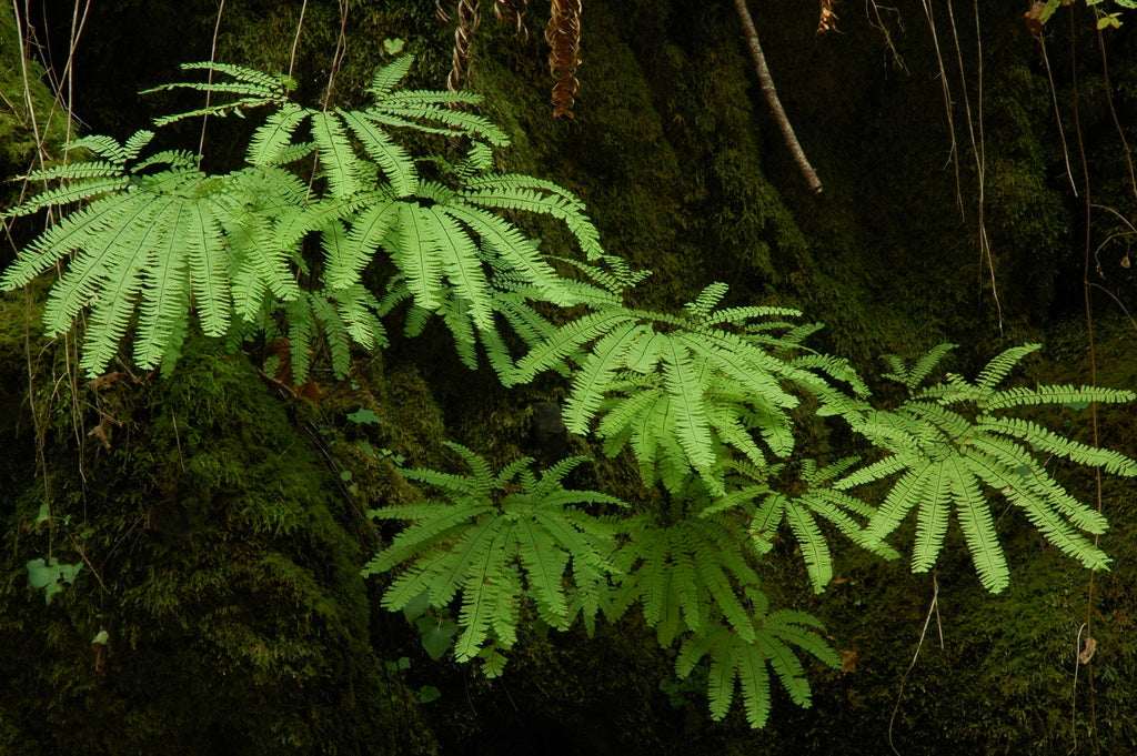 Adiantum Pedatum - Photo by Timothy McNitt, CC BY 4.0