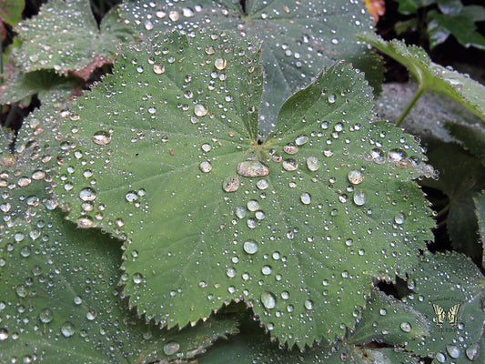 Jättipoimulehti (Alchemilla mollis) - Photo by Swallowtail Garden Seeds via flickr, CC BY-SA 2.0