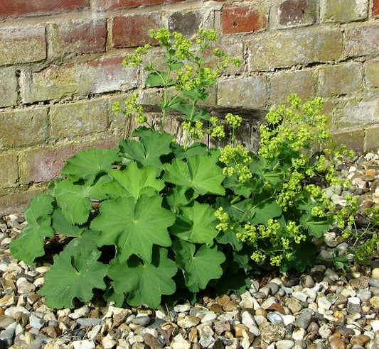 Jättipoimulehti (Alchemilla mollis) - Photo by Evelyn Simak via geograph, CC BY-SA 2.0