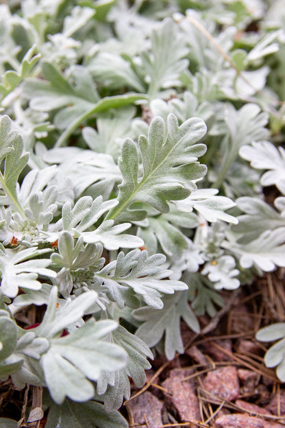 Artemisia sterreliana- Photo by Verso Verde, All Rights Reserved
