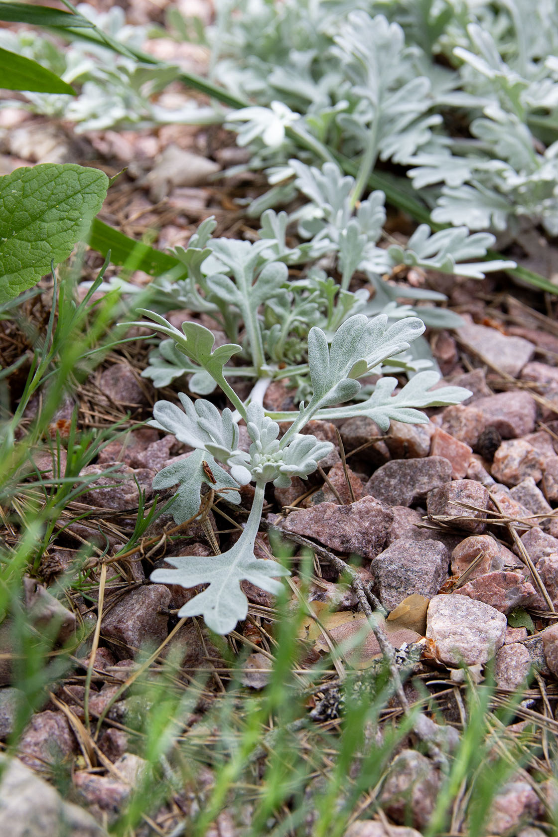 Artemisia sterreliana- Photo by Verso Verde, All Rights Reserved