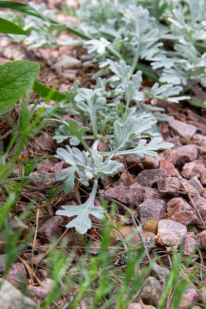 Artemisia sterreliana- Photo by Verso Verde, All Rights Reserved