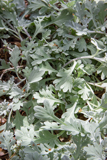 Artemisia sterreliana- Photo by Verso Verde, All Rights Reserved