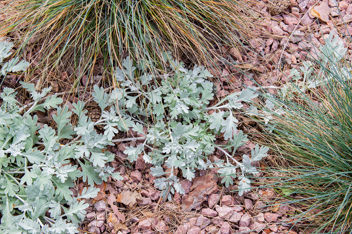 Artemisia sterreliana- Photo by Verso Verde, All Rights Reserved