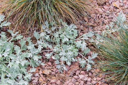 Artemisia sterreliana- Photo by Verso Verde, All Rights Reserved