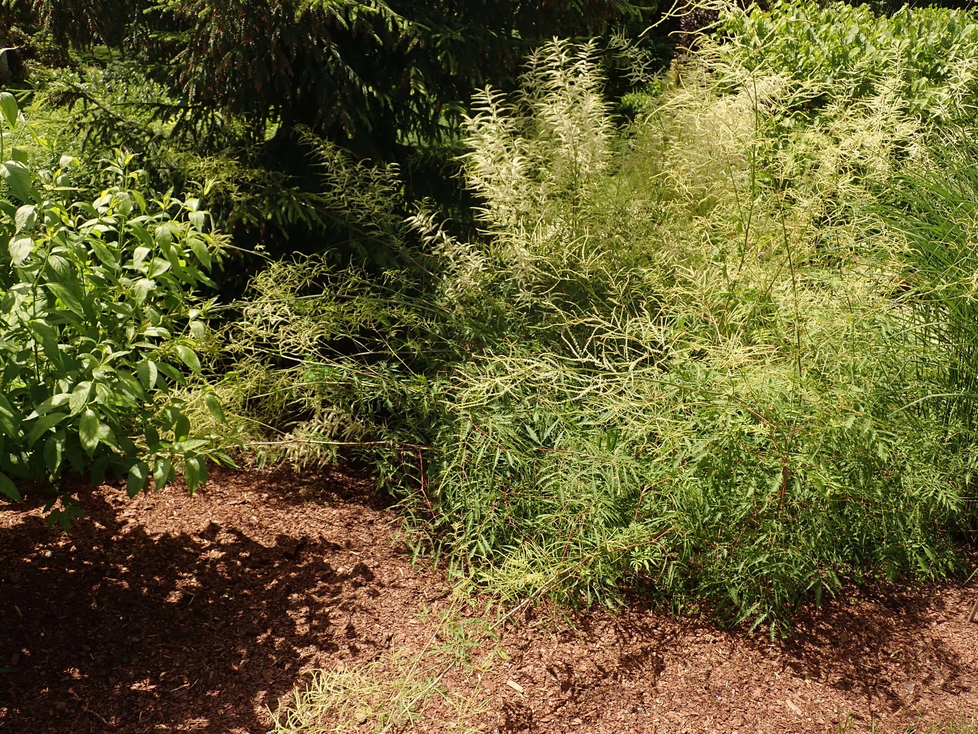 Aruncus Dioicus Kneiffii - Photo by Salicyna, CC BY-SA 4.0