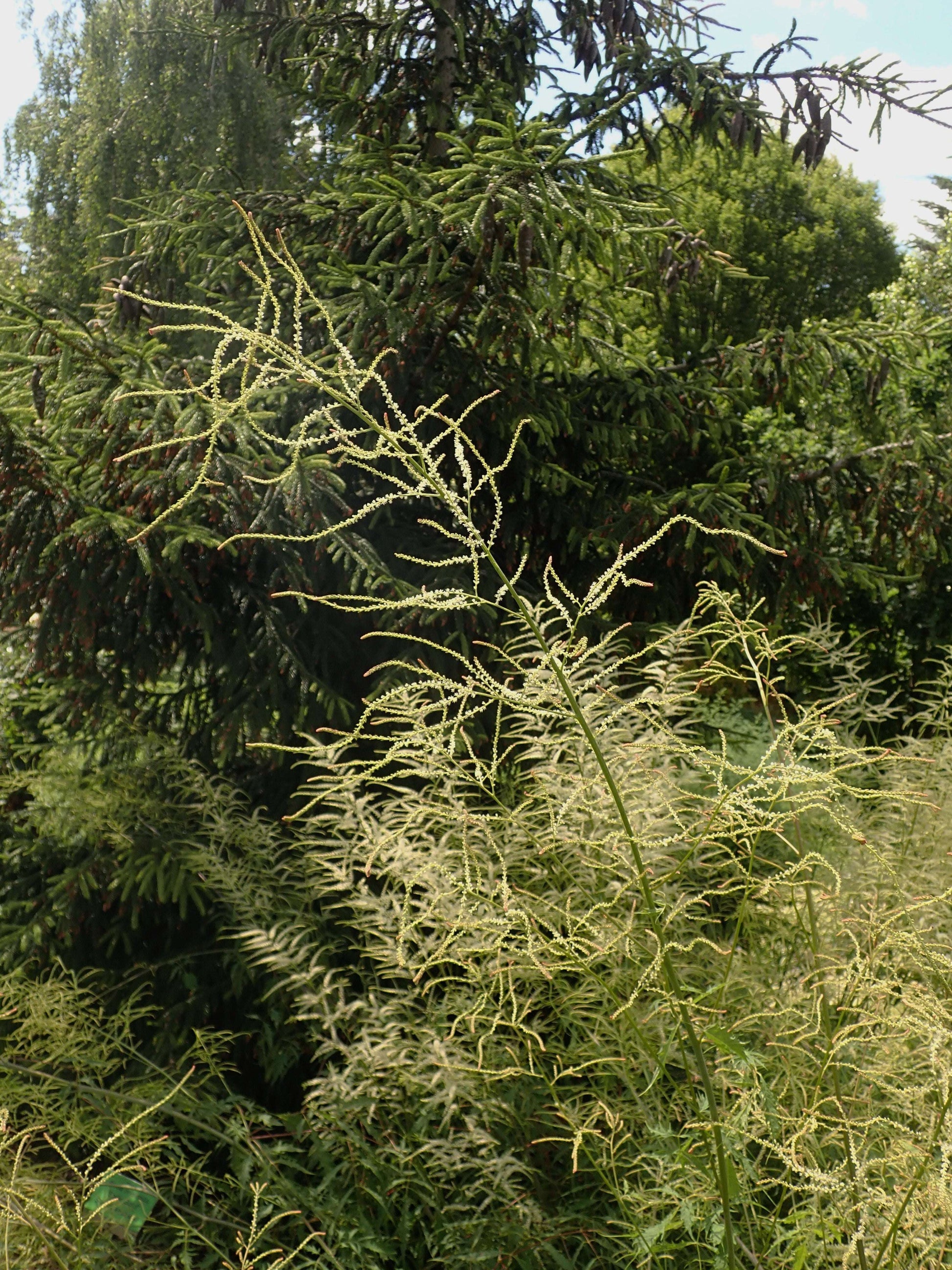 Aruncus Dioicus Kneiffii - Photo by Salicyna, CC BY-SA 4.0