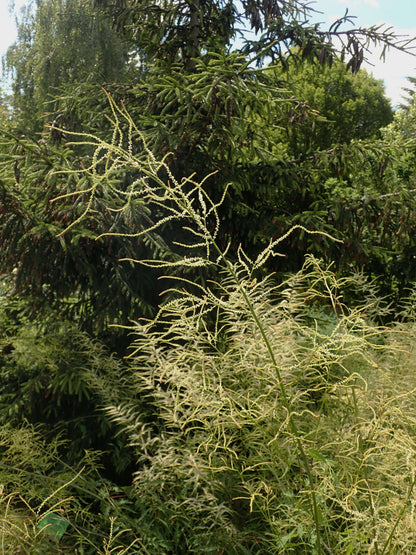 Aruncus Dioicus Kneiffii - Photo by Salicyna, CC BY-SA 4.0