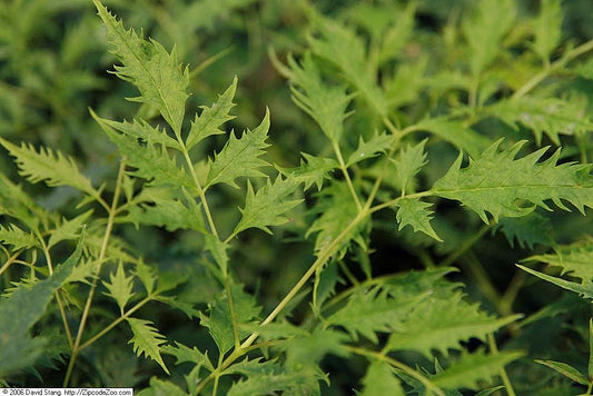 Aruncus Dioicus Kneiffii - Photo by Photo by David J. Stang, CC BY-SA 4.0
