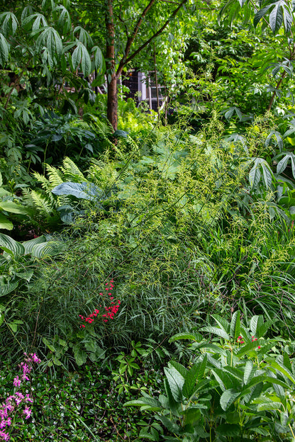 Hapsutöyhtöangervo (Aruncus dioicus 'Kneiffii')- Photo by Verso Verde, All Rights Reserved
