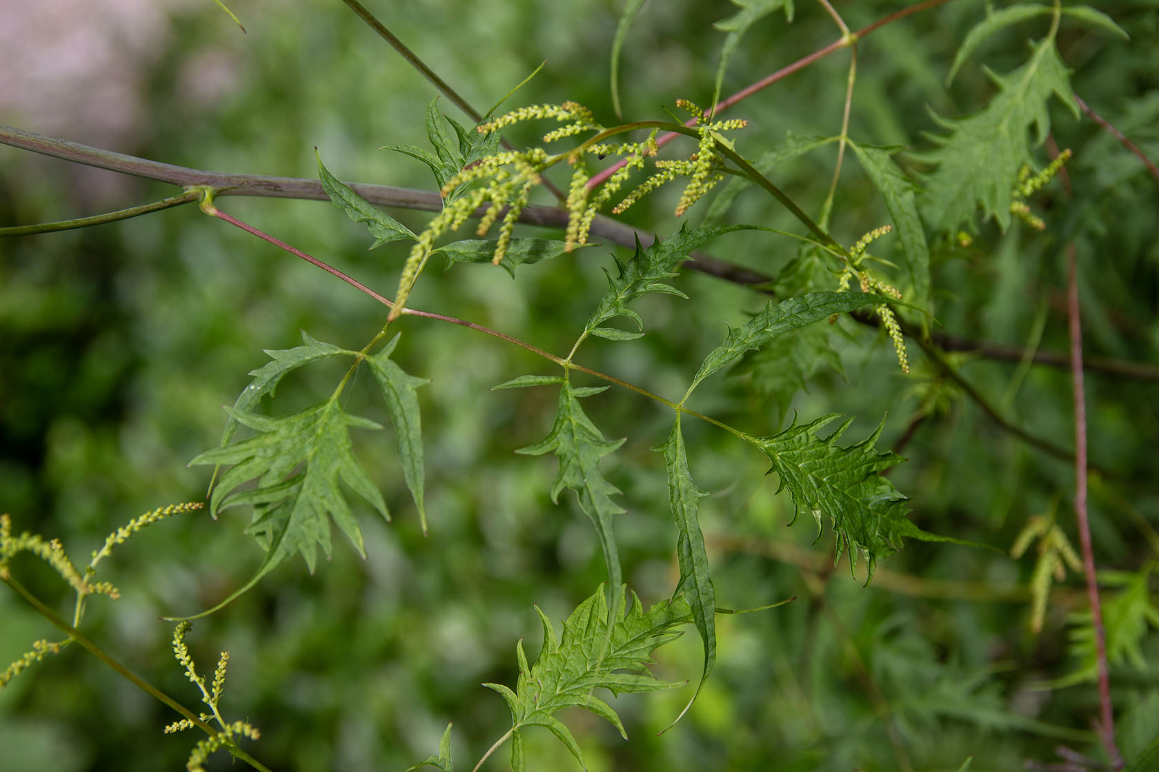 Hapsutöyhtöangervo (Aruncus dioicus 'Kneiffii')- Photo by Verso Verde, All Rights Reserved