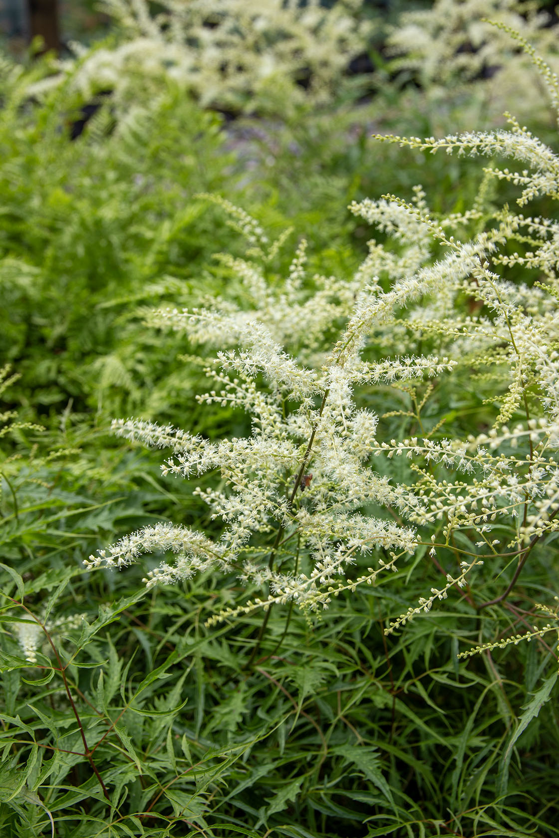 Hapsutöyhtöangervo (Aruncus dioicus 'Kneiffii')- Photo by Verso Verde, All Rights Reserved