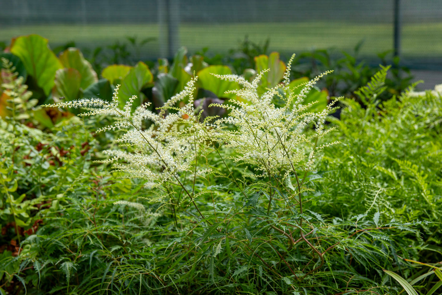 Hapsutöyhtöangervo (Aruncus dioicus 'Kneiffii')- Photo by Verso Verde, All Rights Reserved
